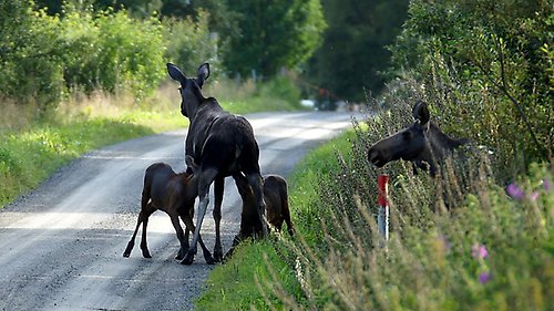 Flera älgar på en väg